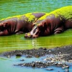 Capivaras Verdes: Fenômeno de Cianobactérias na Argentina