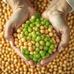 Dívidas Rurais: Nova Lei Promete Renegociar em 20 Anos