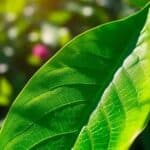 Fundo Petrobras de Bioeconomia: R$ 100 milhões em projetos