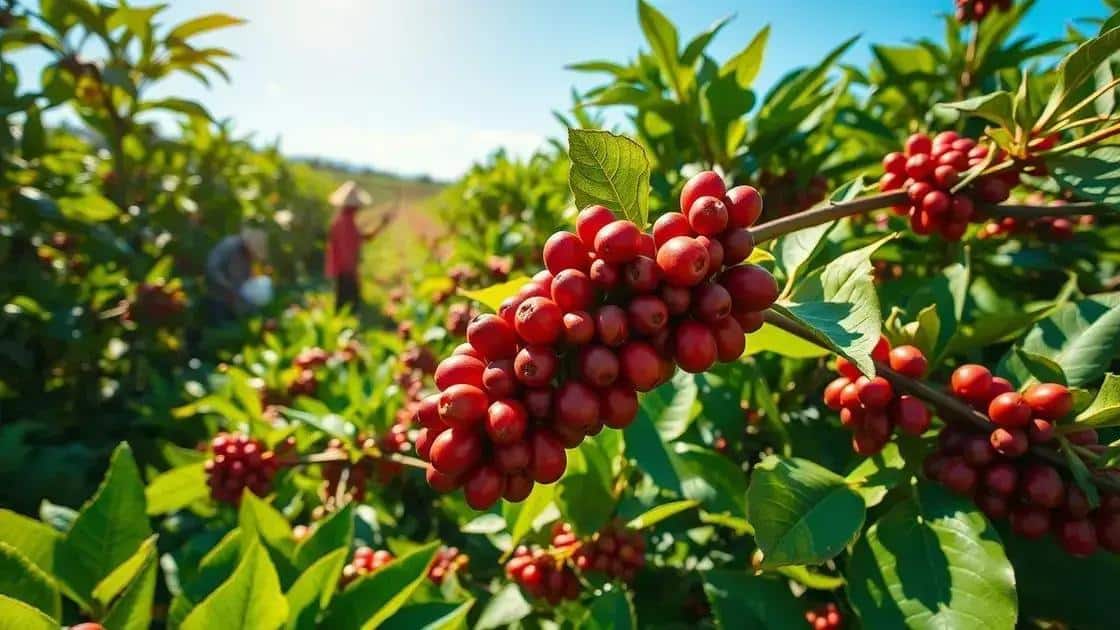 Colheita de café atinge 13,7% na área da Cooxupé: veja os números