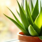 Como cultivar babosa em casa: dicas práticas para aproveitar seus benefícios