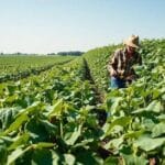 Soja: Produtores seguram estoques em busca de melhores preços no mercado