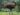 A ambiciosa busca da Colossal Biosciences pela ressuscitação do moa gigante