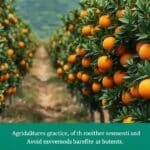 Os laranjais brasileiros: Cofres de carbono em meio às mudanças climáticas