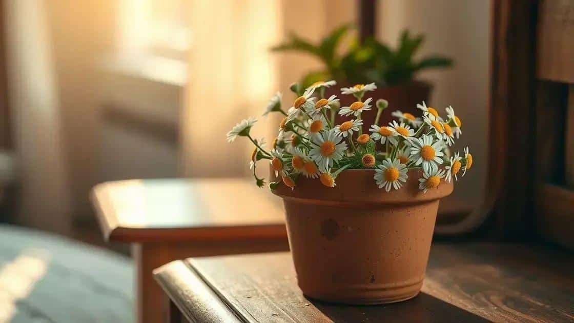 Camomila: uma aliada natural para noites relaxantes Camomila: uma aliada natural para noites relaxantes