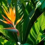Como Evitar Que Sua Planta Bird of Paradise Queime ao Expor-se ao Sol