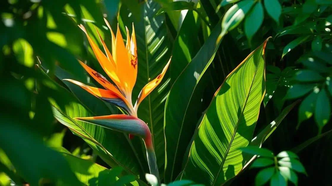 Como Evitar Que Sua Planta Bird of Paradise Queime ao Expor-se ao Sol