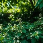 Guia Essencial para Cultivar Deadnettle com Sucesso e Mantê-lo Saudável