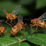 Hackberry Gnats: Como Identificar e Controlar Essa Praga Comum