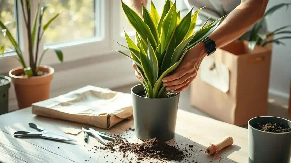 Primeiros cuidados ao adquirir essas plantas Primeiros cuidados ao adquirir essas plantas