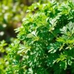 Temperatura ideal para o crescimento de salsa: como otimizar seu cultivo