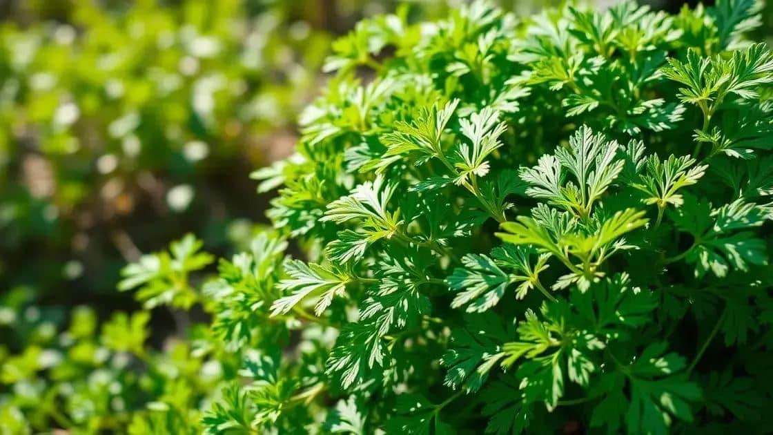 Temperatura ideal para o crescimento de salsa: como otimizar seu cultivo