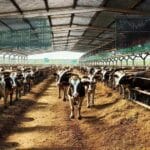 Fórum Pecuária Brasil 2025: perspectivas, liquidez e desafios da carne no Brasil