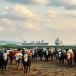 Mercado do boi gordo permanece estável, com exportações impulsionando preços