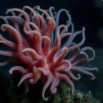 Nova espécie de coral Chewbacca descoberta nas profundezas do Havaí