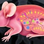 Atlas de expressão gênica na mama: genes da amamentação e câncer pós-parto