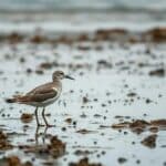 Extinção da ave migratória europeia reforça urgência de conservação