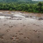 Dinossauros na Amazônia: pegadas revelam presença há 103 milhões de anos