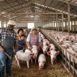 Família Schoffen em Harmonia: três gerações de suinocultura e legado de sucesso