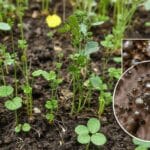 Fitorremediação: como plantas capturam metais pesados e ouro do solo