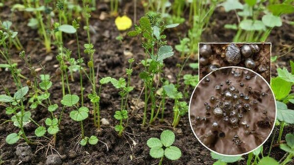 Fitorremediação: como plantas capturam metais pesados e ouro do solo