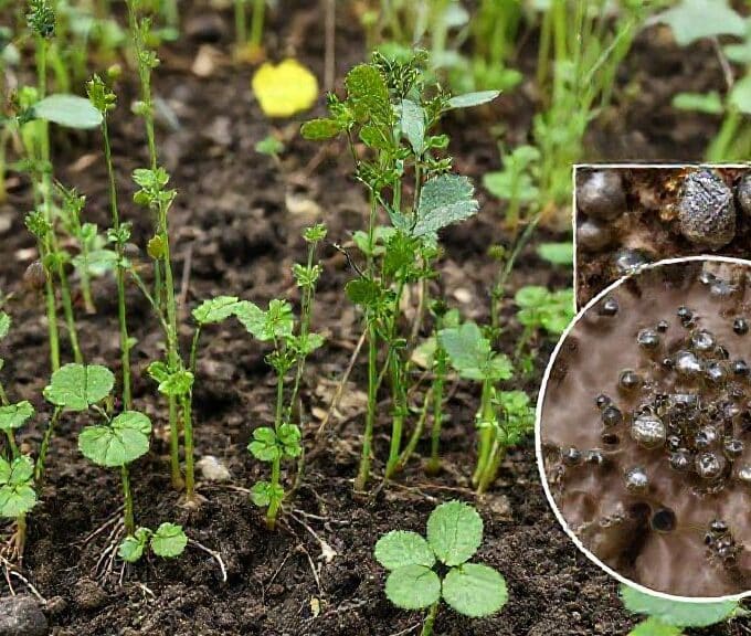 Fitorremediação: como plantas capturam metais pesados e ouro do solo