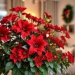 Flores vermelhas para decorar o Natal: escolha, arranjos e dicas
