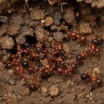 Formigas mudam ninhos para evitar epidemias, revela estudo recente