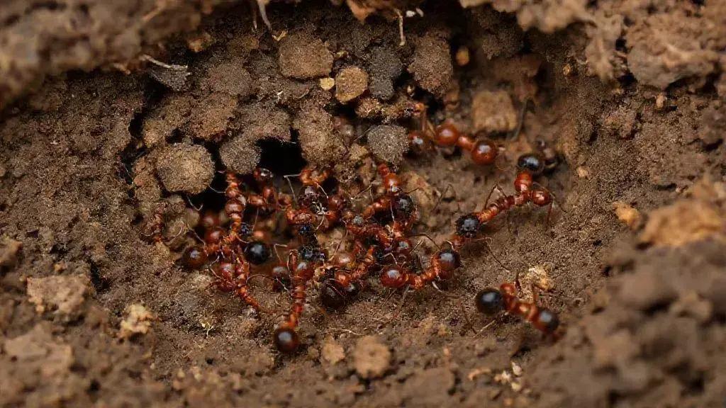 Formigas mudam ninhos para evitar epidemias, revela estudo recente