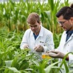 Nova espécie de cigarrinha-da-cana identificada no Brasil pode mudar o manejo