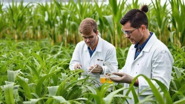 Nova espécie de cigarrinha-da-cana identificada no Brasil pode mudar o manejo