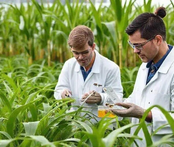 Nova espécie de cigarrinha-da-cana identificada no Brasil pode mudar o manejo