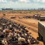 Rumores de retração na China elevam o preço do boi gordo no curto prazo