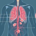 Sistema linfático: funções, vias, órgãos e sinais de alerta